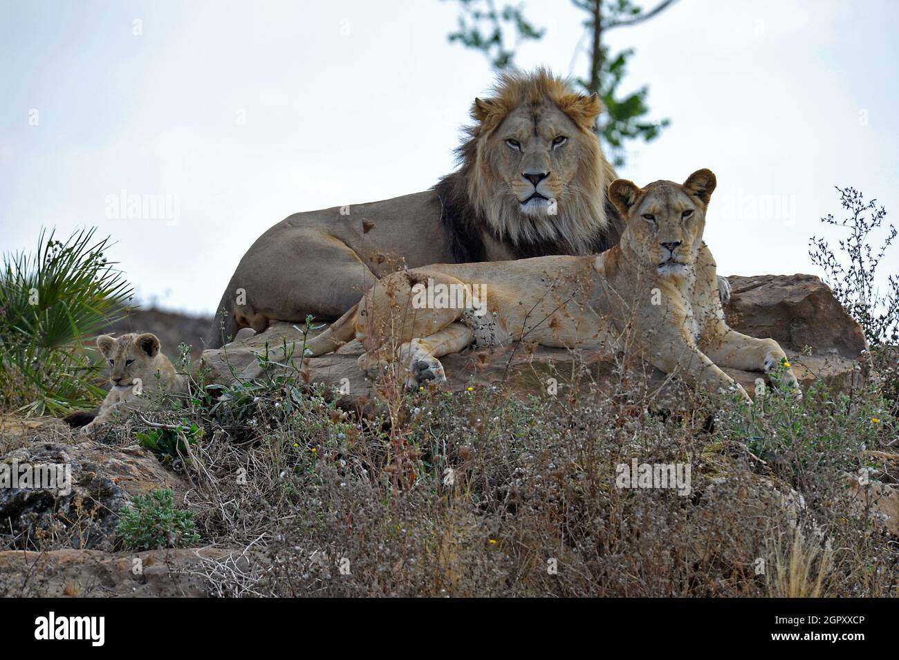 Cucciolo di Leone e genitori Foto Stock