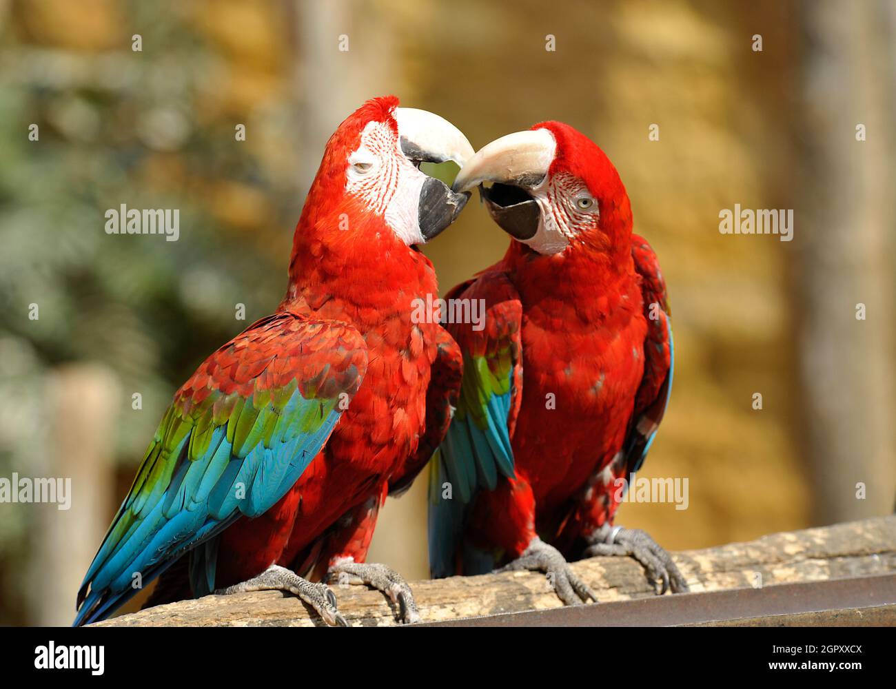 Coppia di Macaws rossi Foto Stock