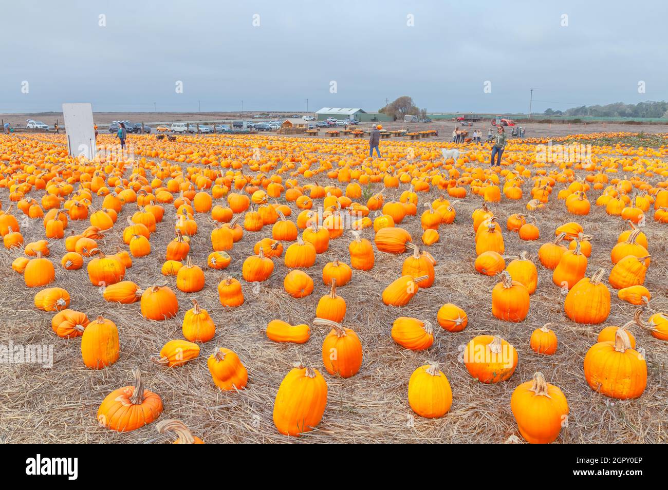 Patch di zucca con gli acquirenti a Half Moon Bay, California, Stati Uniti all'inizio di ottobre. Foto Stock