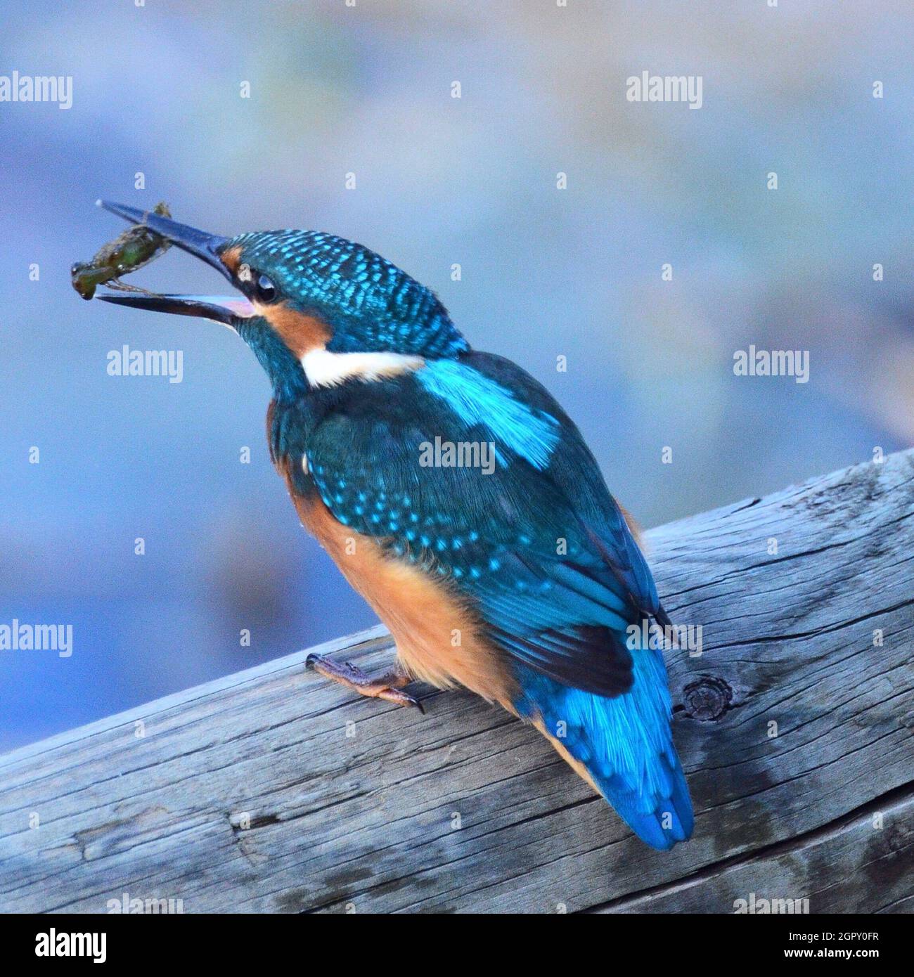 Close-up di uccello si appollaia su legno Foto Stock