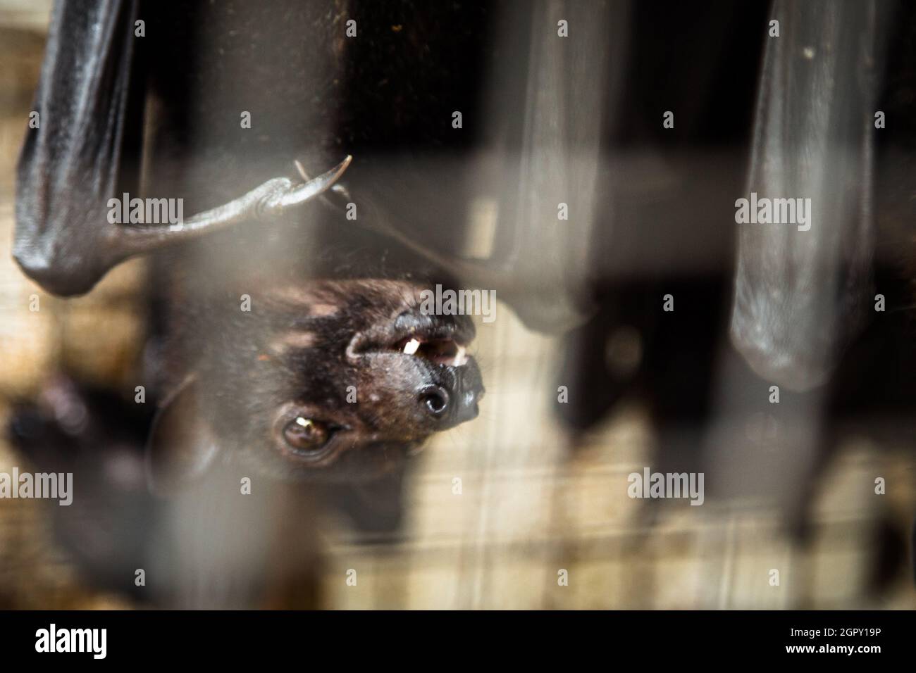 Primo piano di volata volante nel mercato asiatico degli animali, Bat è il vettore di Coronavirus Foto Stock
