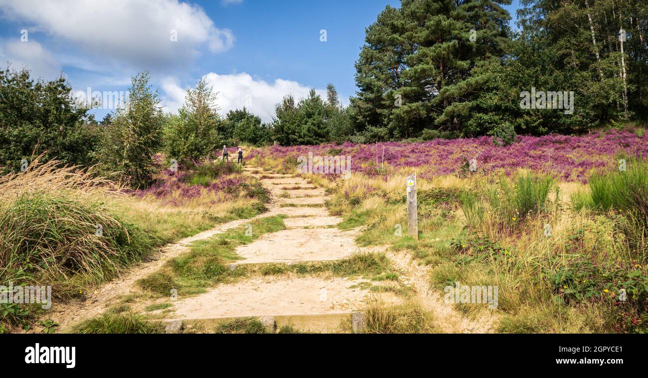 Sentiero escursionistico attraverso il bellissimo paesaggio di erica nella riserva naturale Mechelse Heide, Maasmechelen, Belgio. Foto Stock