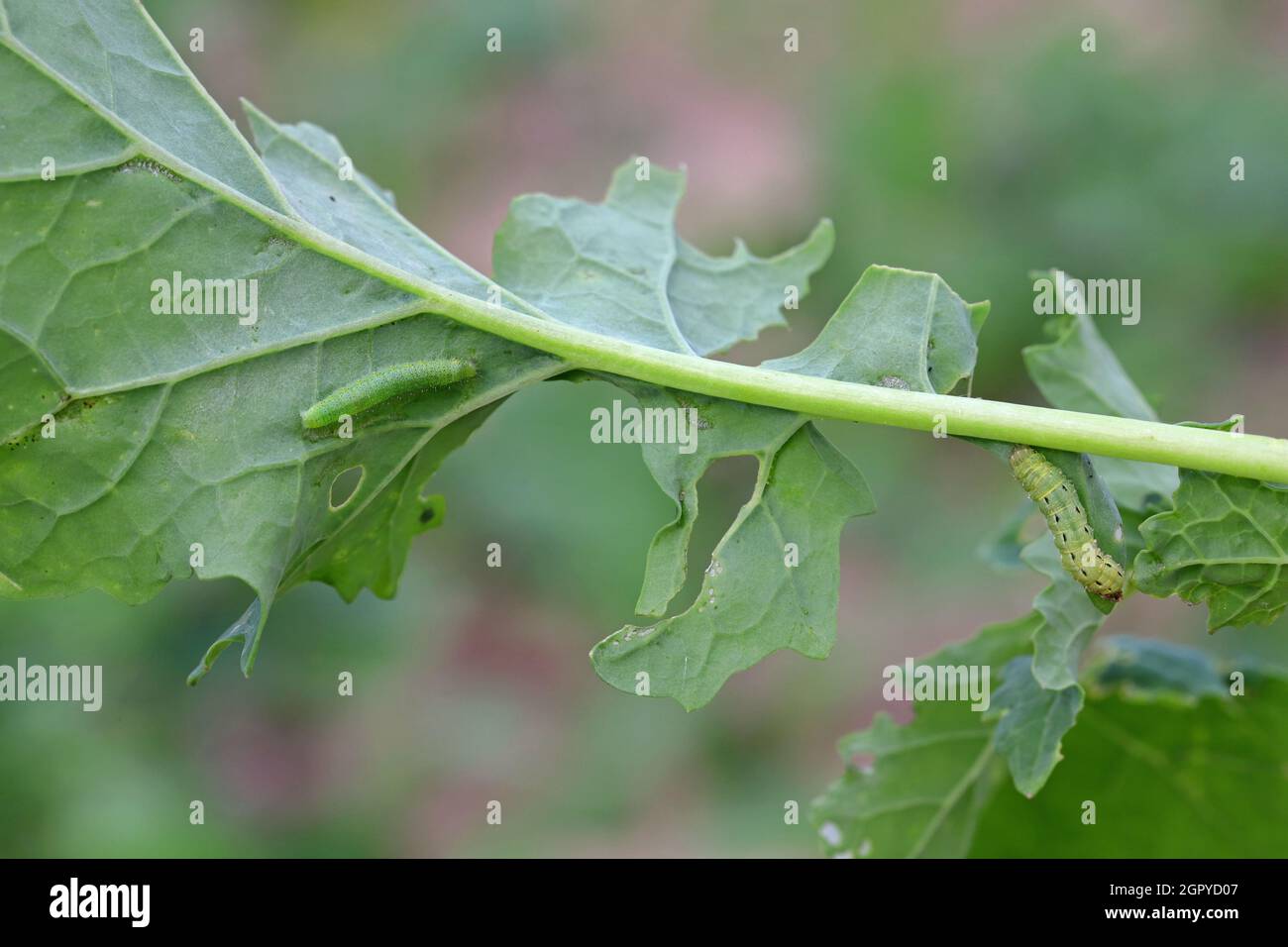 Bruco della famiglia Noctuidae (owlet Mots, ermyworm) e piccolo bianco o cavolo piccolo bianco (Pieris rapae) su foglie di cavolo danneggiato. Pericoloso Foto Stock