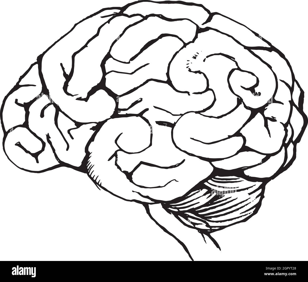 Cervello umano Illustrazione Vettoriale