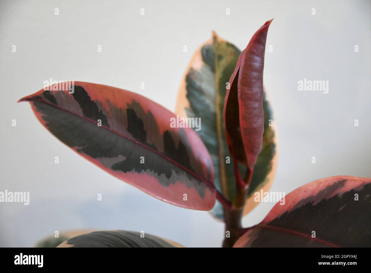 Ficus elastica Ruby (albero di gomma) su sfondo bianco, con una foglia nuova. Foto Stock