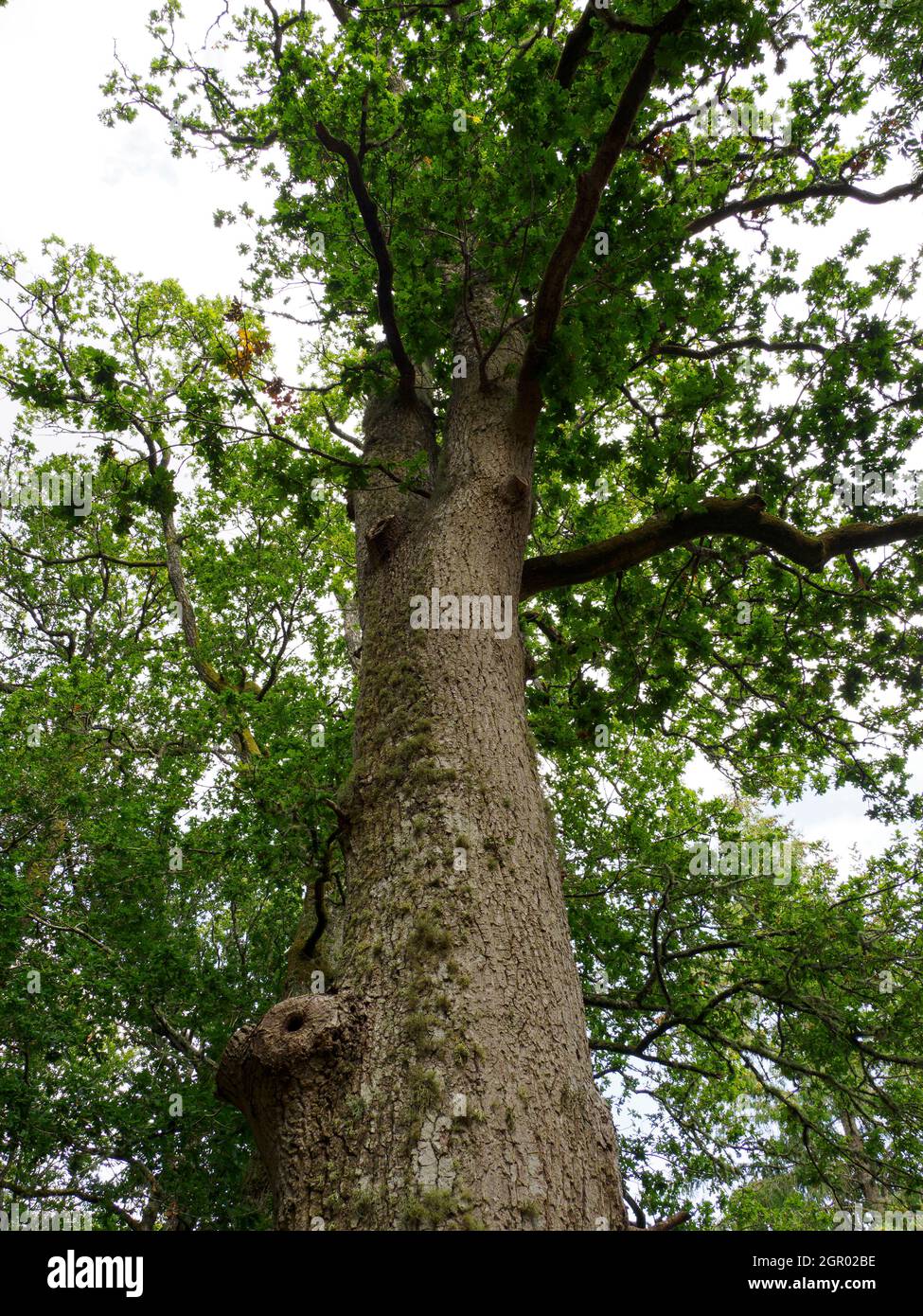 Quercus robur, albero di quercia comune. Foto Stock