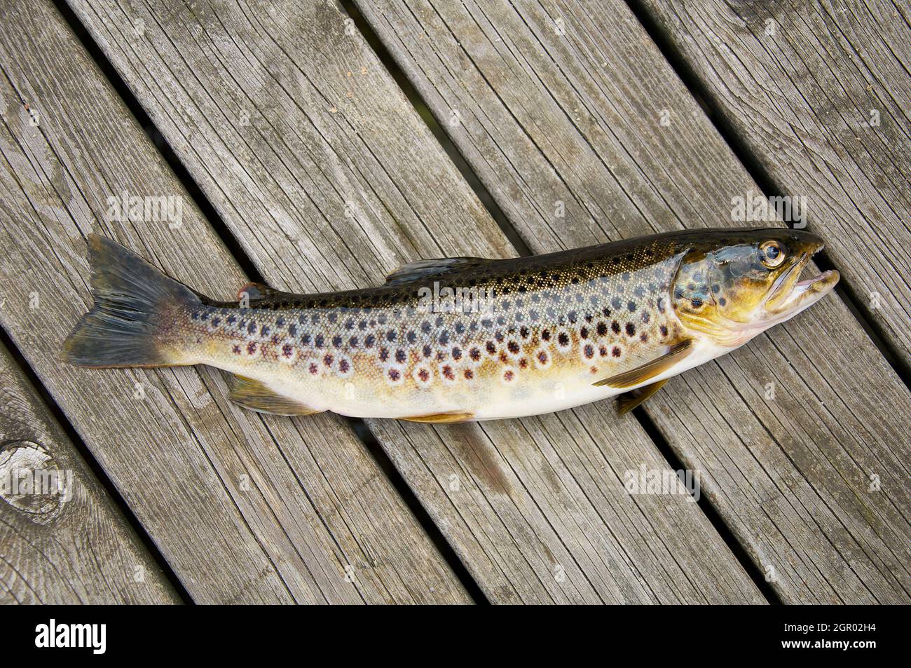 Pesca della trota in Norvegia. Pesce su tavola di legno. Foto Stock