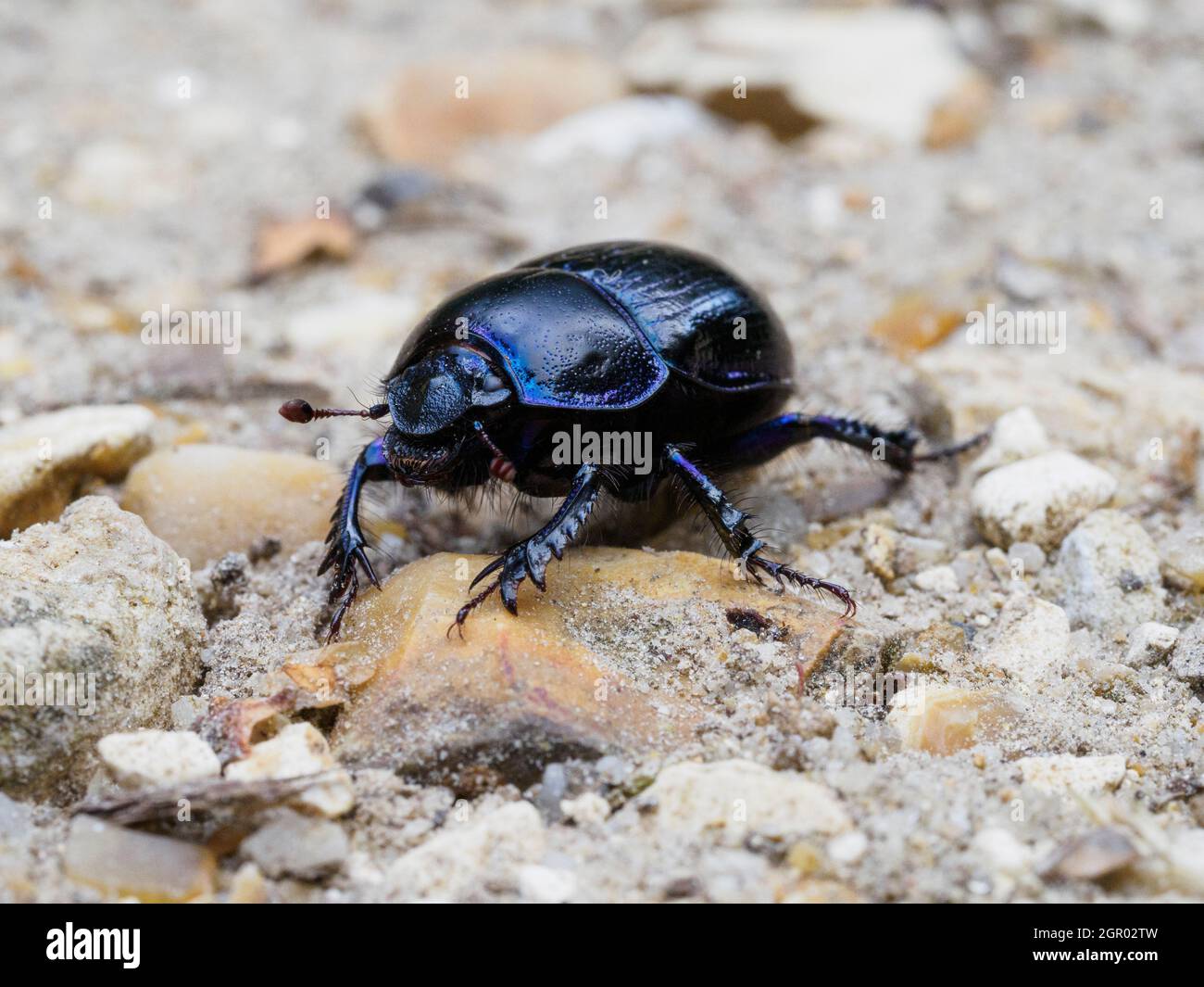 Anoplotrupes stercorosus, Dor Beetle, The New Forest, Regno Unito Foto Stock