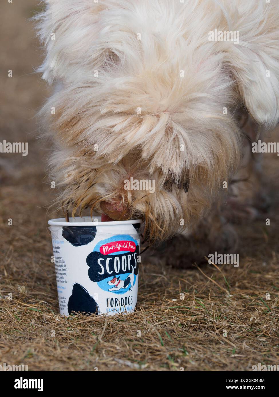 Piccola vasca bianca per il cane che lecca il gelato al doggie, Regno Unito Foto Stock