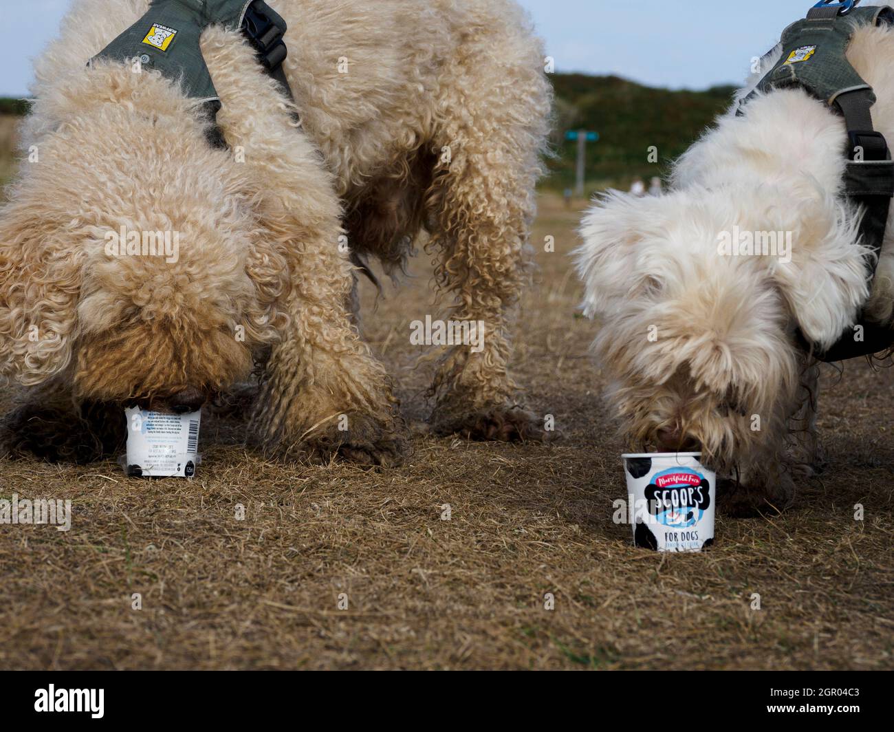 Due cani che mangiano gelato al doggie, Regno Unito Foto Stock