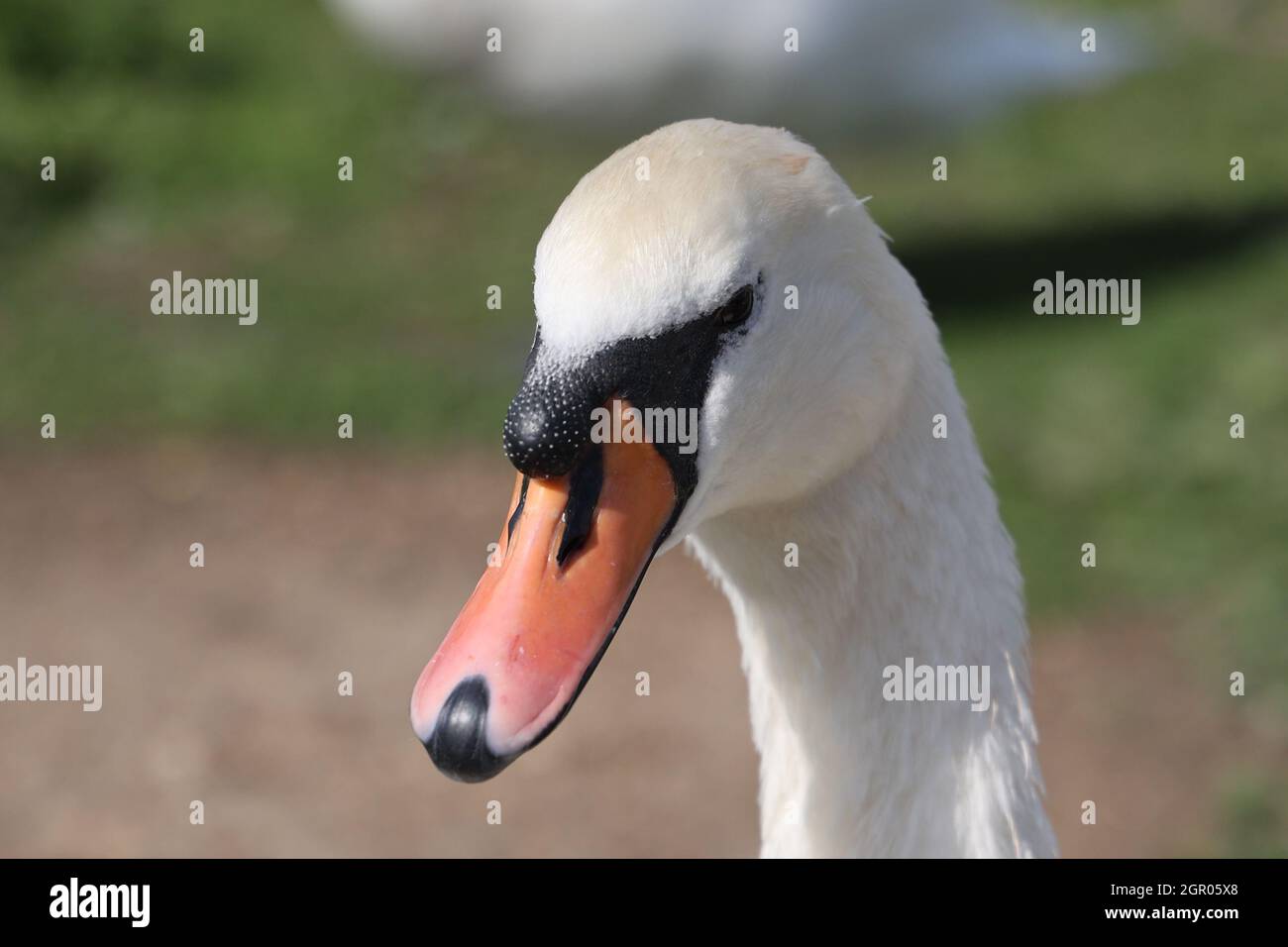 Swan presso il Tamigi a Surrey, Inghilterra Foto Stock