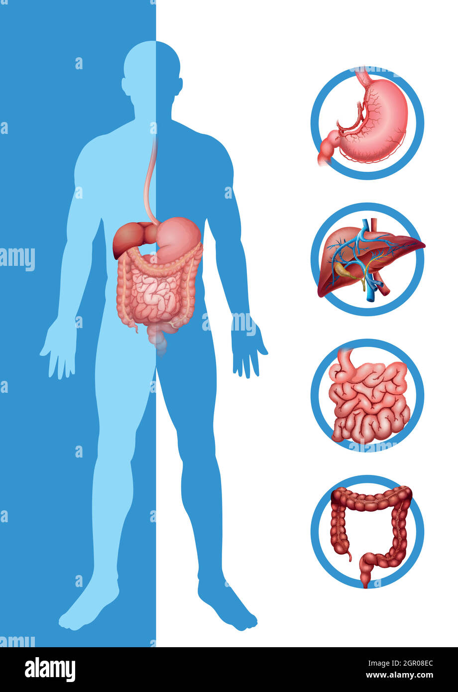 Anatomia dell'uomo che mostra organi diversi Illustrazione Vettoriale