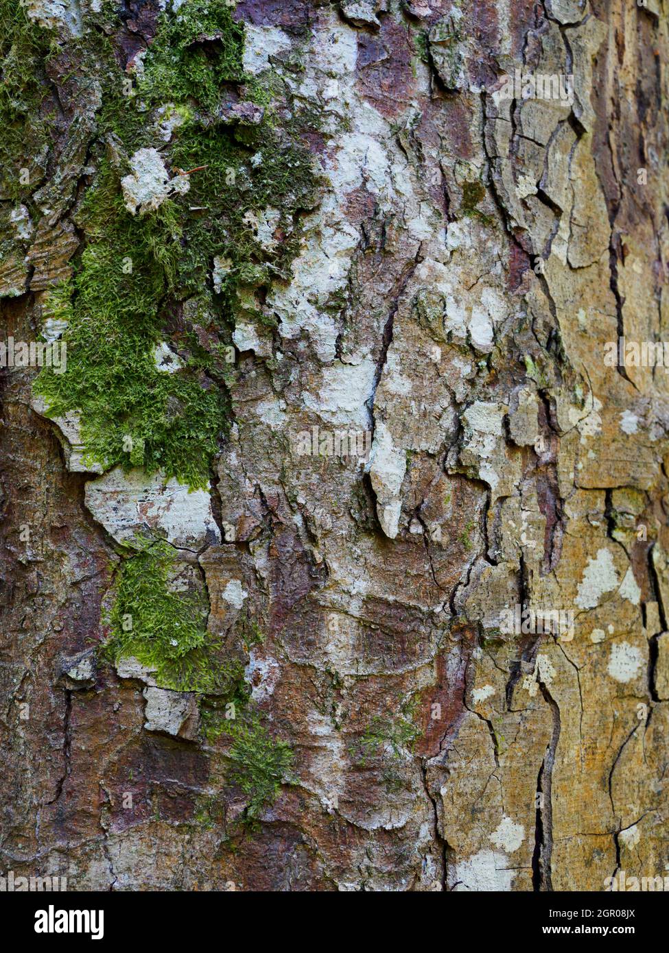 Nothofagus obliqua, Rovle Faggio, primo piano di corteccia. Foto Stock