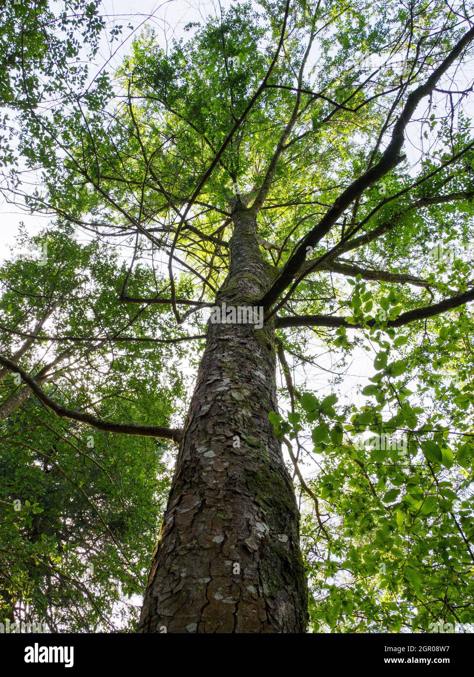 Nothofagus oblqua, albero di faggio di Roble, Foto Stock