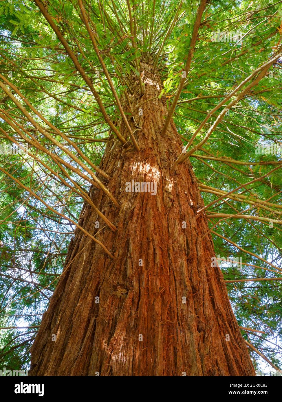Costa Redwood albero, Sequoia sempervirens Foto Stock