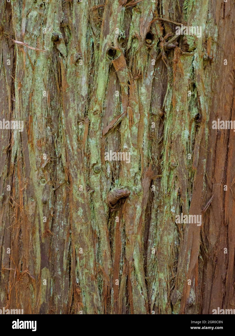Cryptomeria japonica, cedro giapponese, primo piano di corteccia. Foto Stock