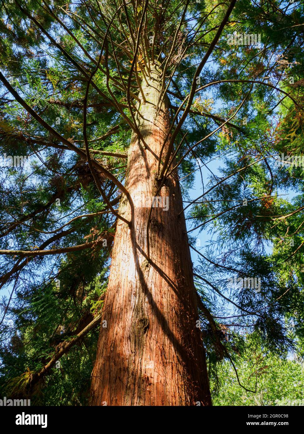 Guardando su una Cryptomeria japonica; albero di cedro giapponese. Foto Stock