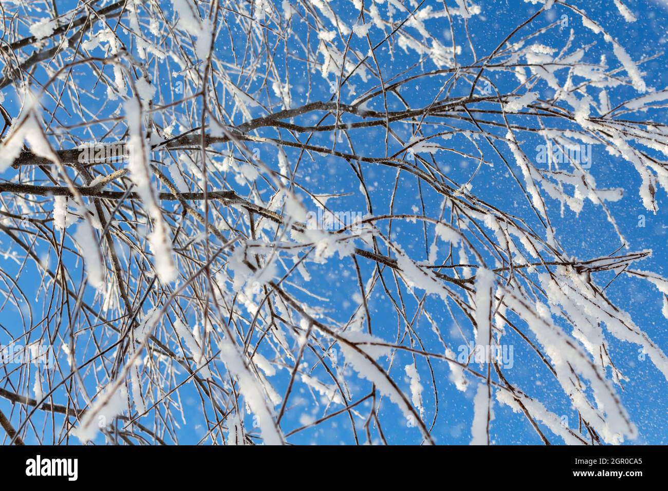 Incredibile paesaggio invernale. Rami coperti di neve. Foto Stock