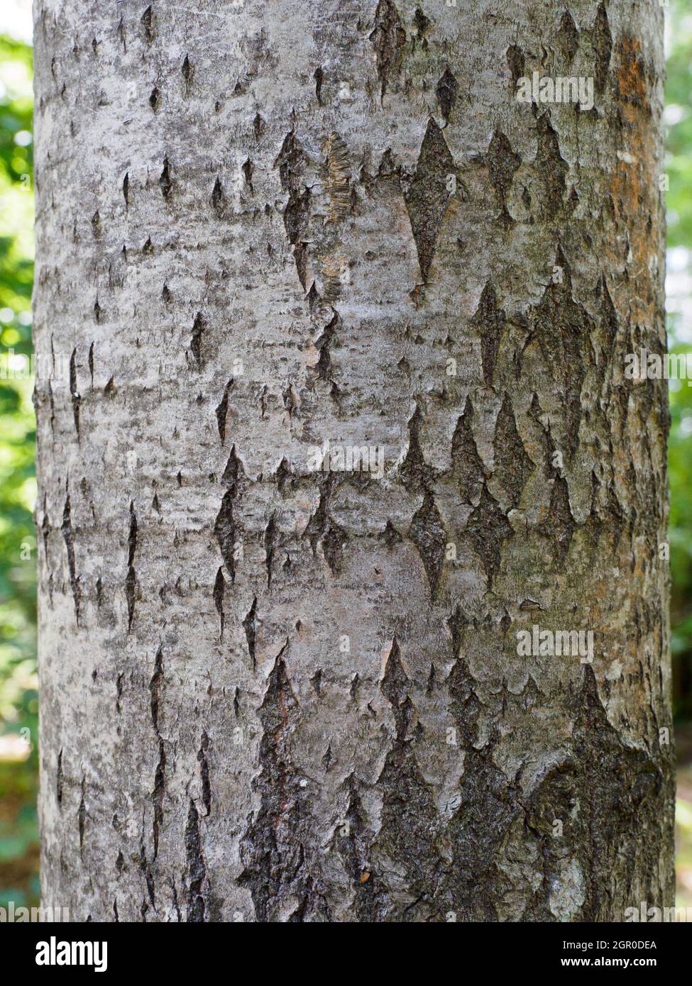 Tremula di Populus, albero di aspen, primo piano di corteccia. Foto Stock