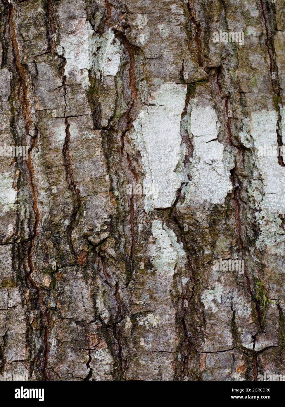 Quercus rubra, quercia rossa settentrionale, primo piano della corteccia Foto Stock