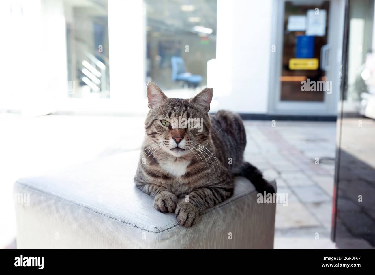 Dolce gatto randagio, ritratto gatto Foto Stock