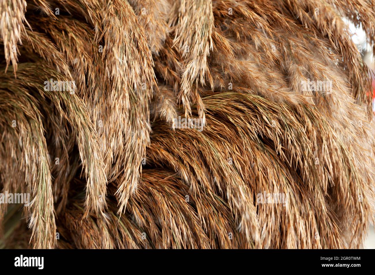 Piume marroni molli Foto Stock