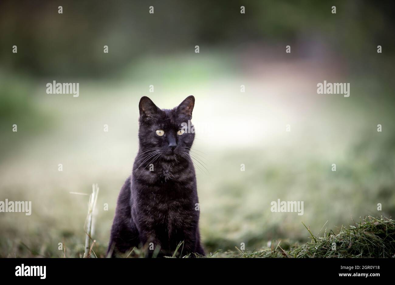 gatto nero seduto all'aperto. occhi gialli. guardando. Foto Stock