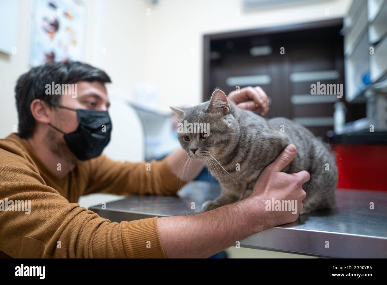 Un gatto malato di colore grigio della razza Brin nelle mani del proprietario in esame in una clinica veterinaria sul tavolo. L'animale domestico è stato portato alla AN Foto Stock