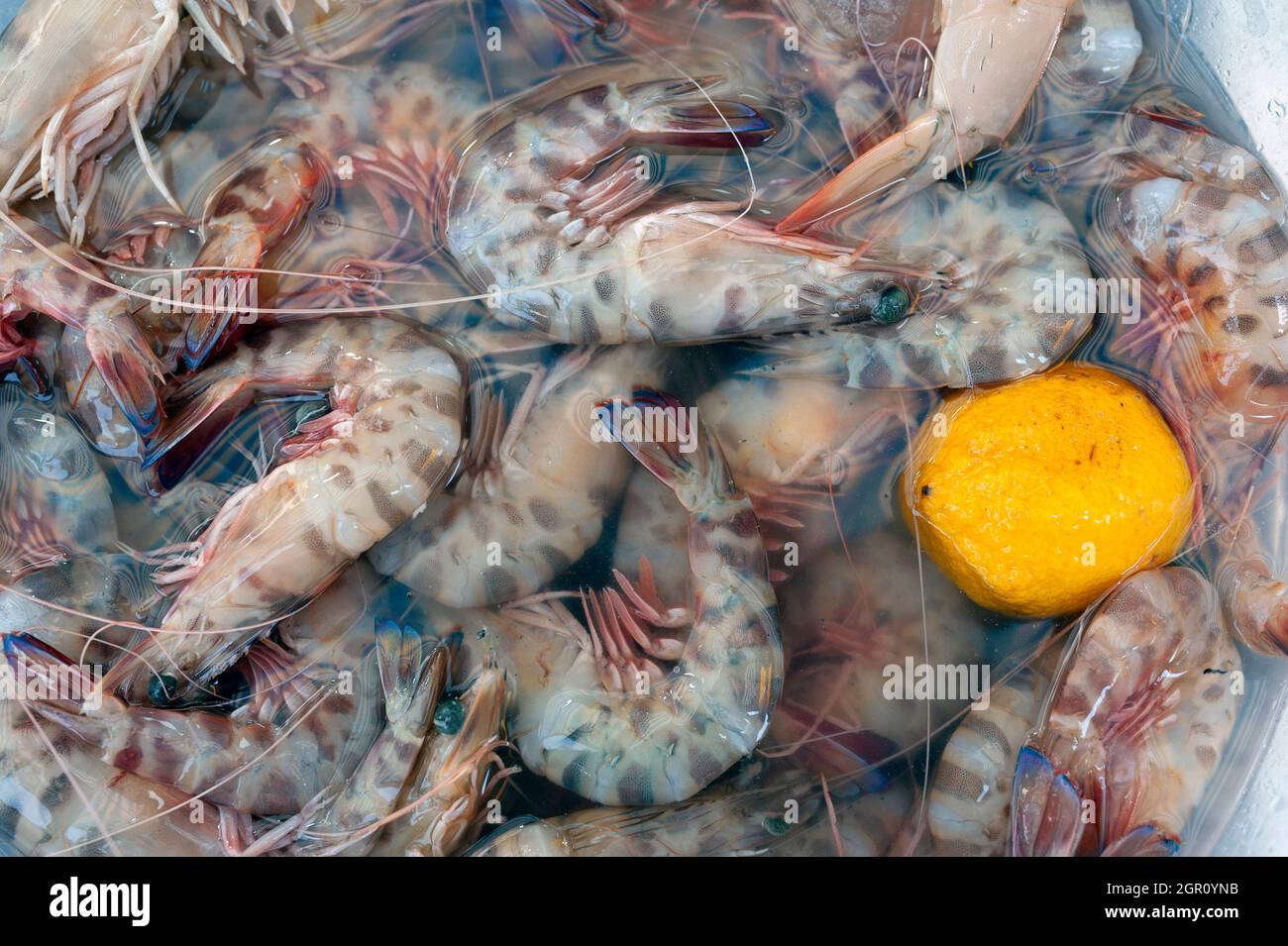 Frutti di mare, pesce, gamberi Foto Stock