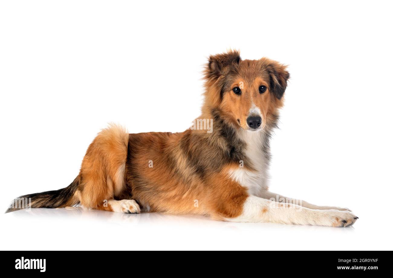 Shetland Sheepdog davanti a uno sfondo bianco Foto Stock