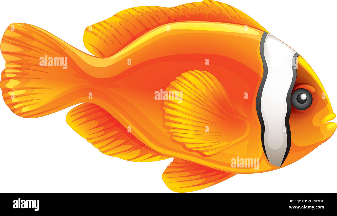 Il pomodoro clownfish Illustrazione Vettoriale