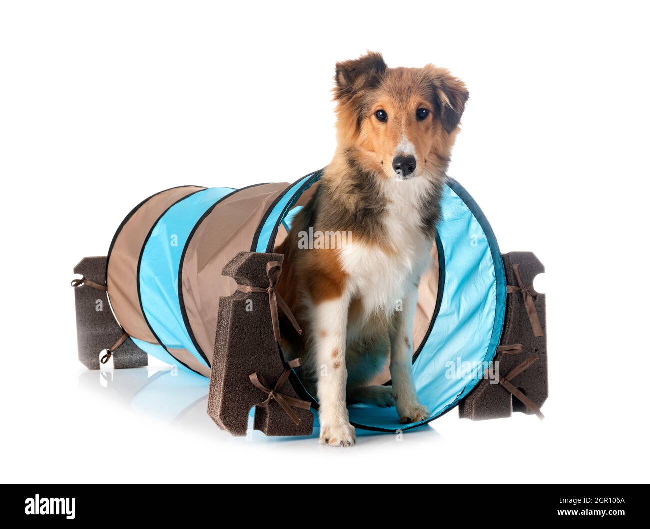 Shetland Sheepdog davanti a uno sfondo bianco Foto Stock