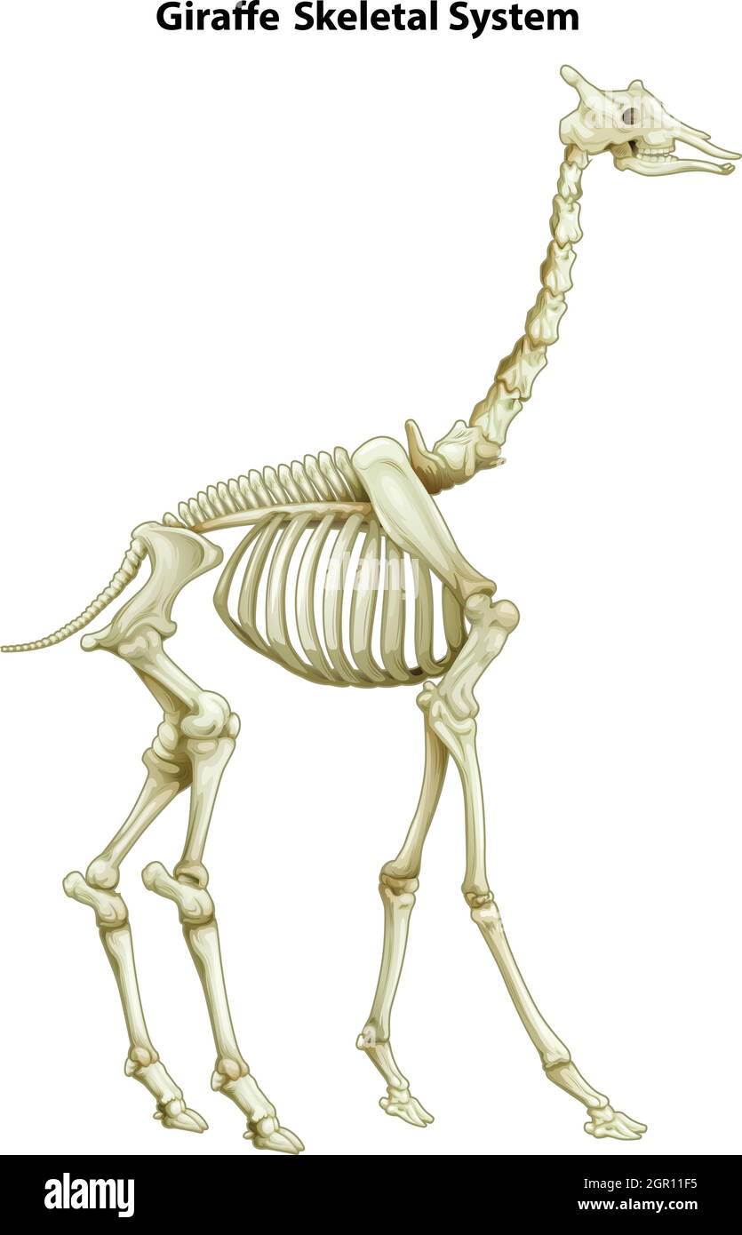 Sistema scheletrico di una giraffa Illustrazione Vettoriale