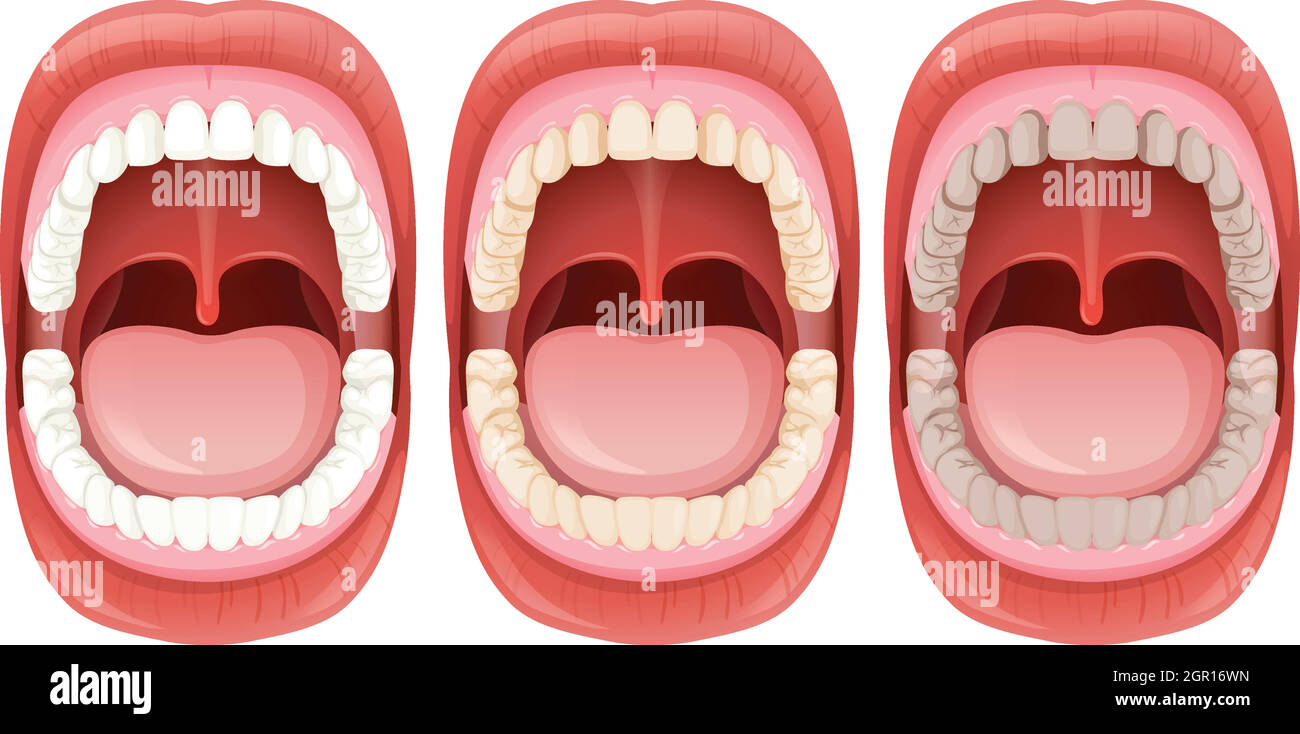 Una serie di anatomia della bocca umana Illustrazione Vettoriale