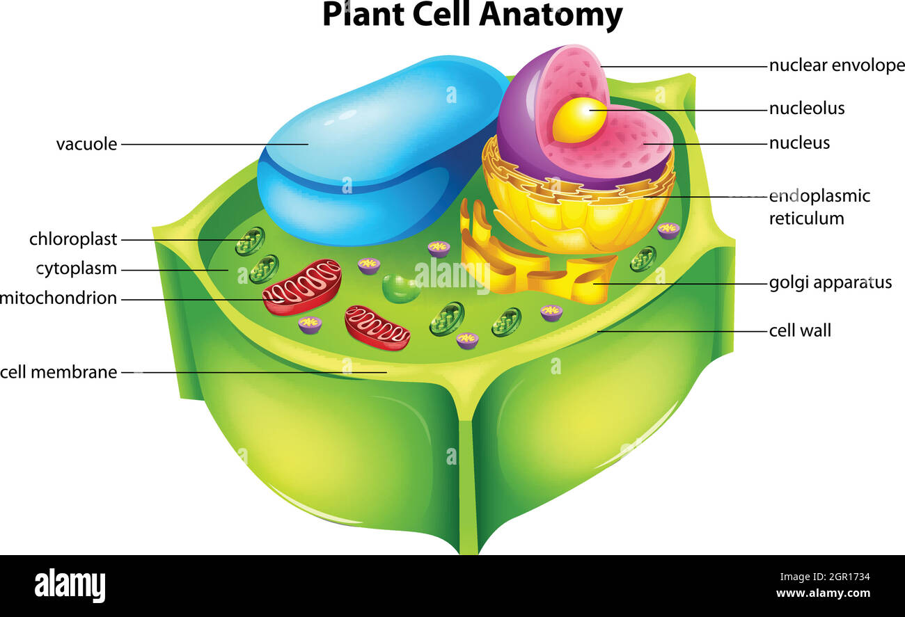Anatomia cellulare della pianta Illustrazione Vettoriale