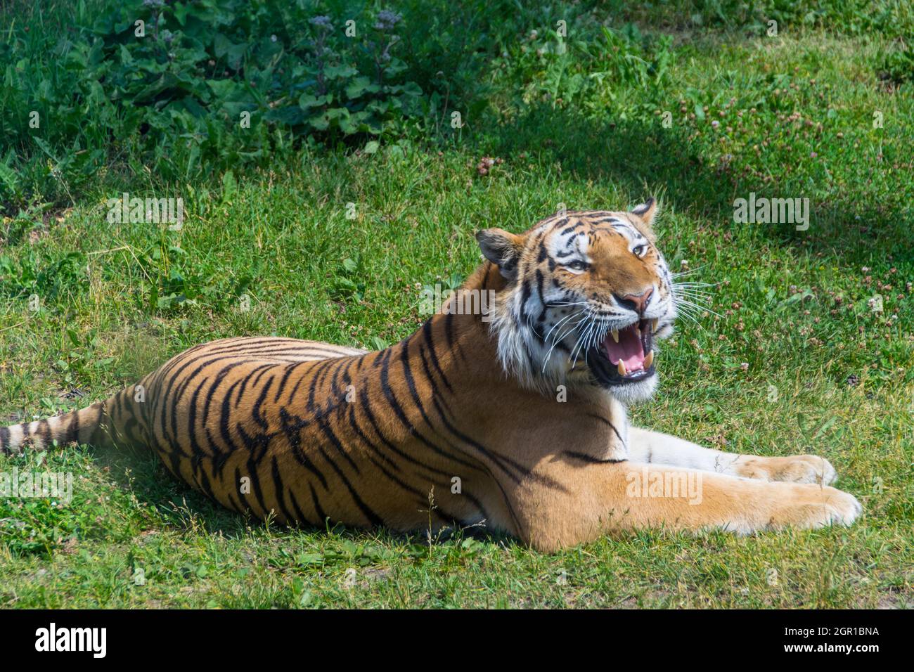 La tigre bengala si pone in campo a bocca aperta Foto Stock