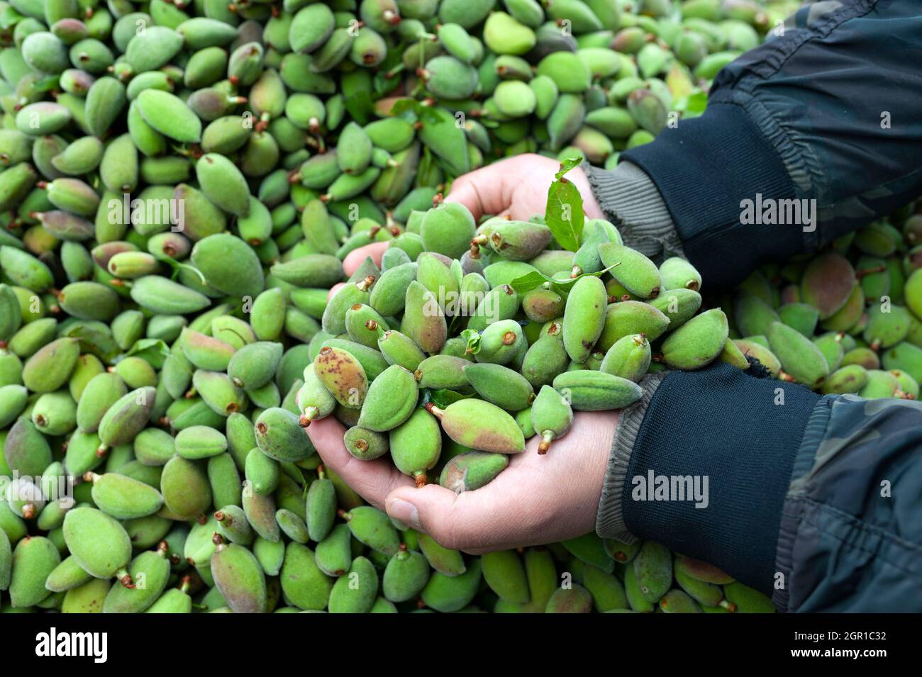 Mandorla, verdura verde, frutta verde Foto Stock