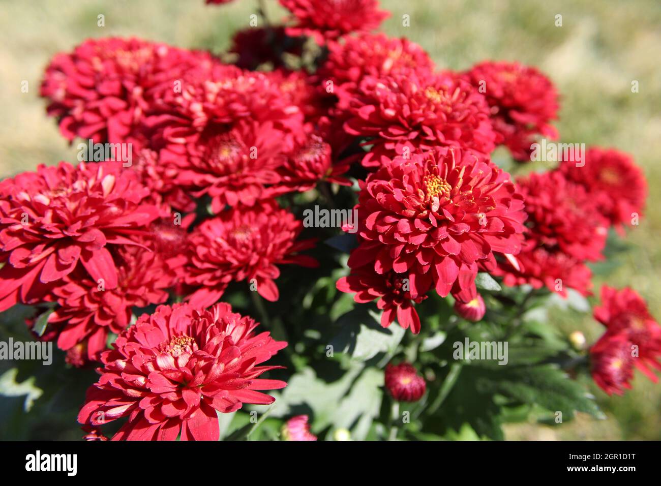 Rosso Chrysanthemum 'mum' grandiflorum in giardino d'autunno Foto Stock
