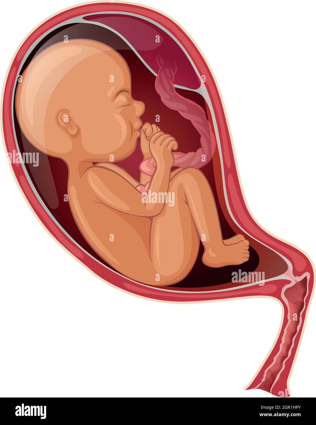 Bambino all'interno dell'utero della donna Illustrazione Vettoriale