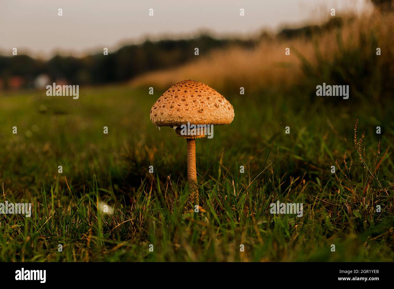Funghi sul prato Foto Stock