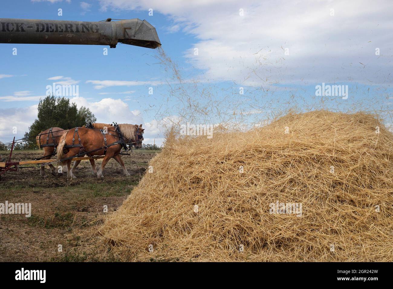 Paglia d'orzo che soffia da una macchina trebbiatrice tradizionale dopo la separazione meccanica dai grani in una fattoria di prateria in Alberta; squadra di cavalli belga Foto Stock