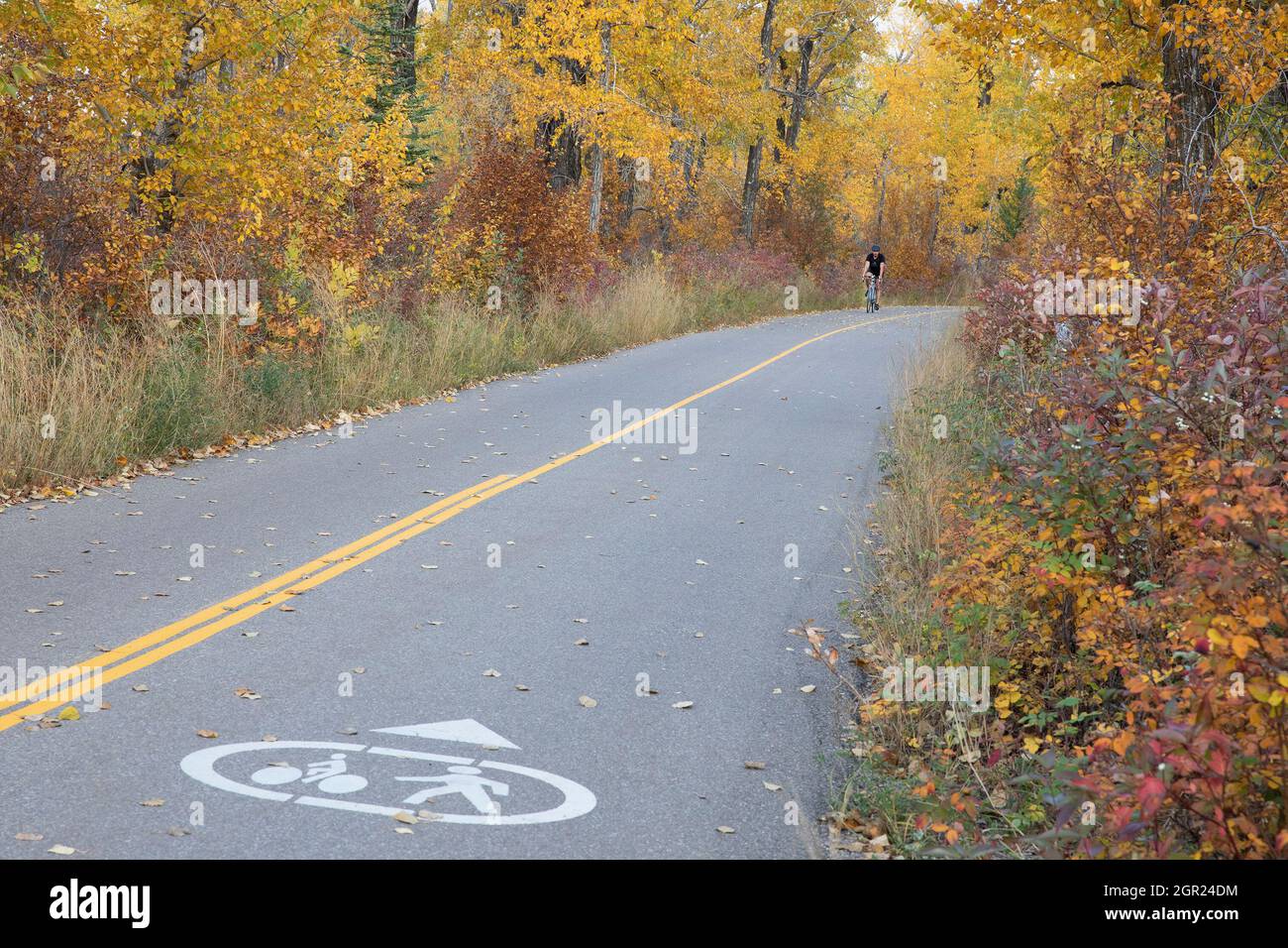 In autunno, il ciclista passa attraverso il parco cittadino su un percorso ciclabile lastricato, destinato ad essere utilizzato in comune sia dai ciclisti che dai pedoni Foto Stock
