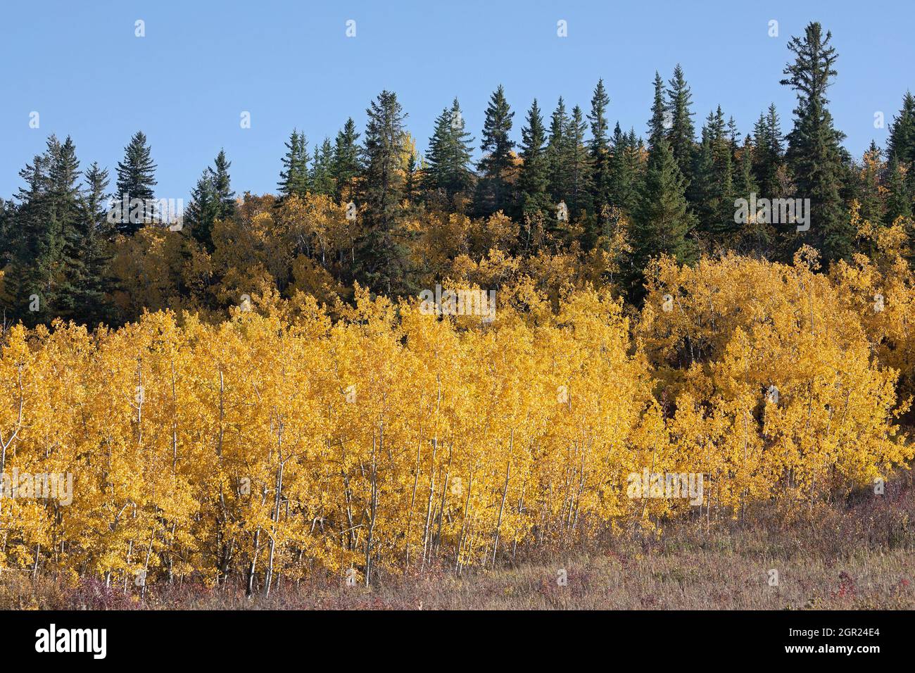 Uno dei più easterly stand della foresta di Douglas Fir in Canada con White Spruce e tremanti alberi di Aspen nel fogliame autunnale, Edworthy Park, Calgary Foto Stock
