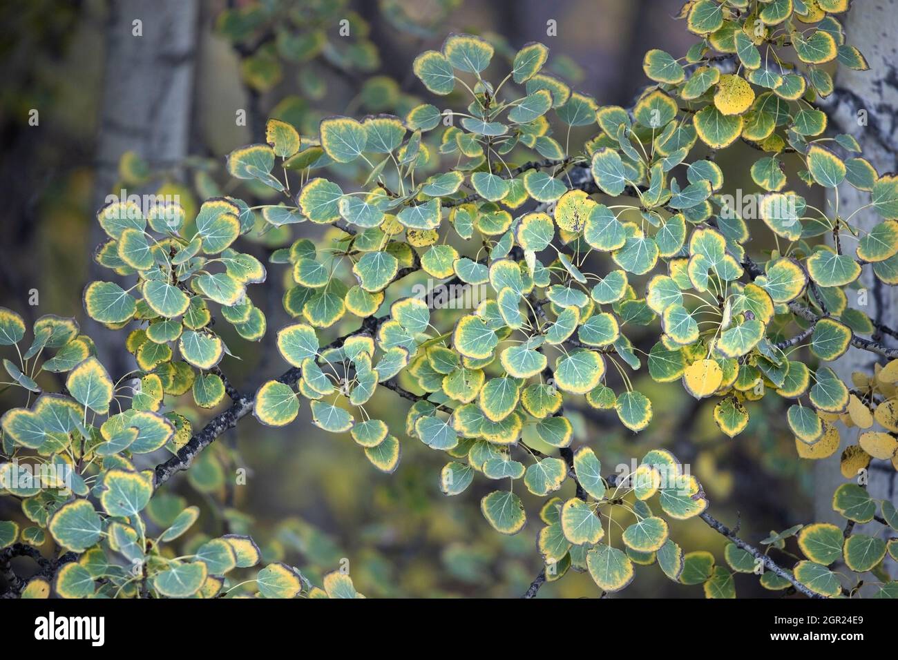 Foglie su un albero tremante di Aspen che passa dal colore verde al giallo in autunno a causa di una diminuzione della fotosintesi. Populus tremuloides. Foto Stock