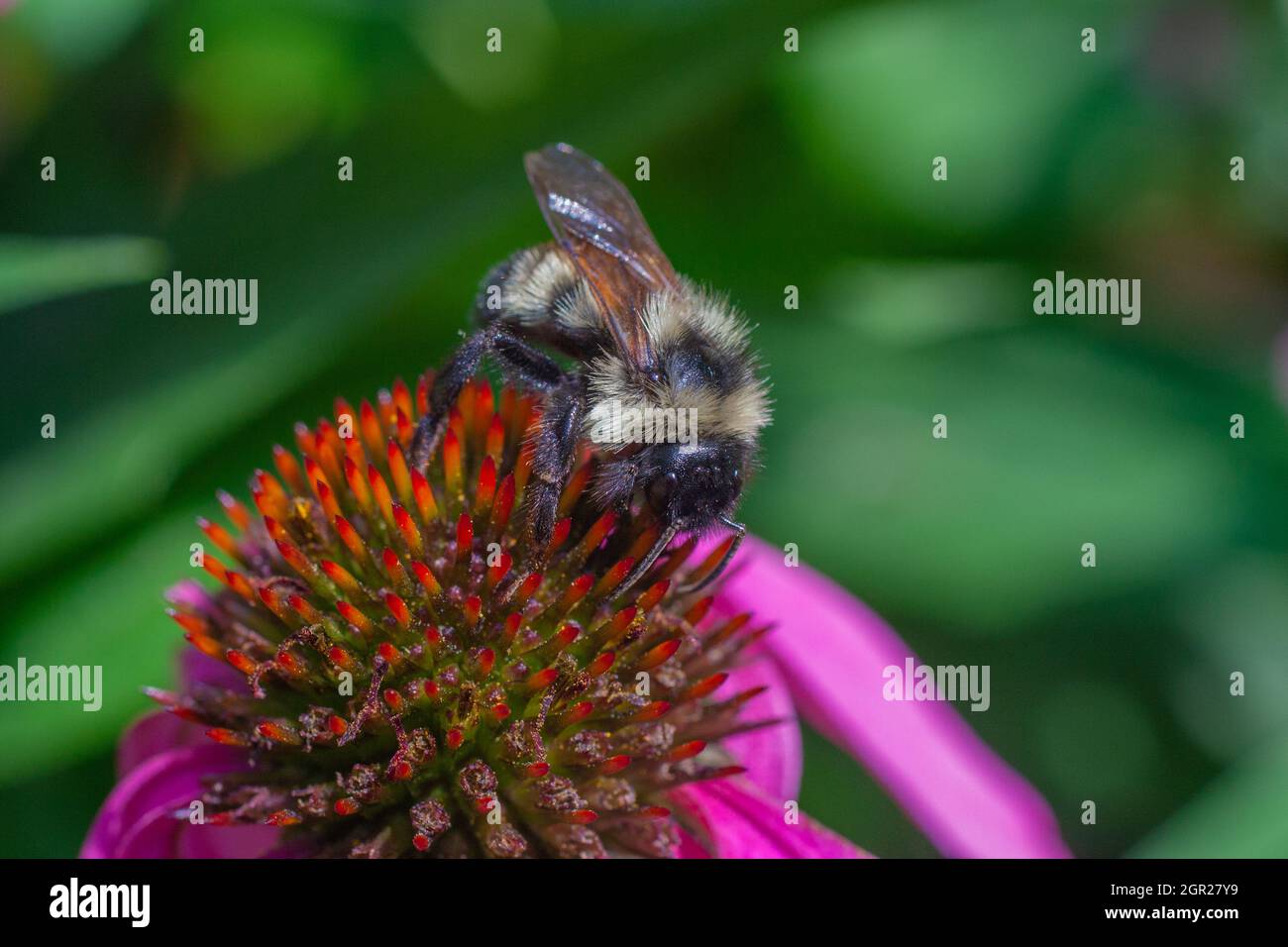 Fuzzy Bumblebee su un fiore nel giardino Foto Stock