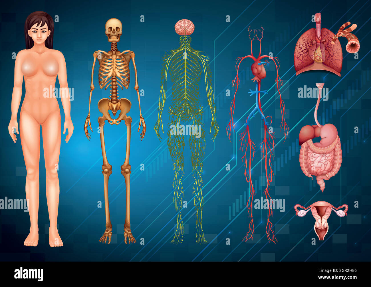 Sistemi del corpo umano Illustrazione Vettoriale