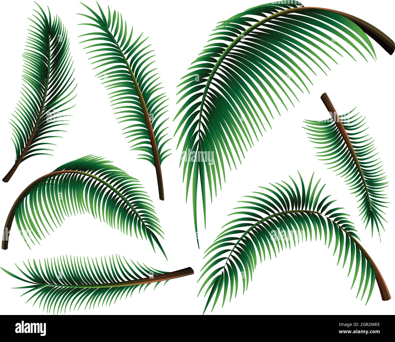 Diverse dimensioni di foglie di palma Illustrazione Vettoriale
