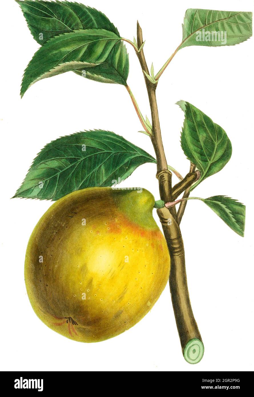 apfel, Apfelsorte / pippin limone di mela, Pippin limone ha il colore e la forma di un limone, E a volte, un leggero aroma e sapore di limoni, Kolorierter Stich aus the Pomological magazine - John Lindley - 1828-1830, Historisch, storico, digitale migliorata la riproduzione di un originale del 19 ° secolo / digitale Reproduktion einer Originalvorlage aus dem 19. Jahrhundert, Originaldatum nicht bekannt Foto Stock
