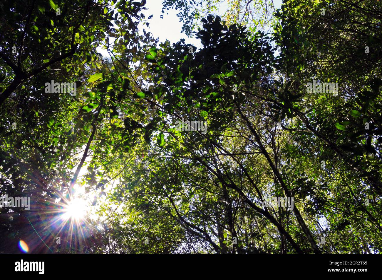 Le cime degli alberi di Mata Atlantica. La ricerca della luce nella foresta pluviale. Foto Stock