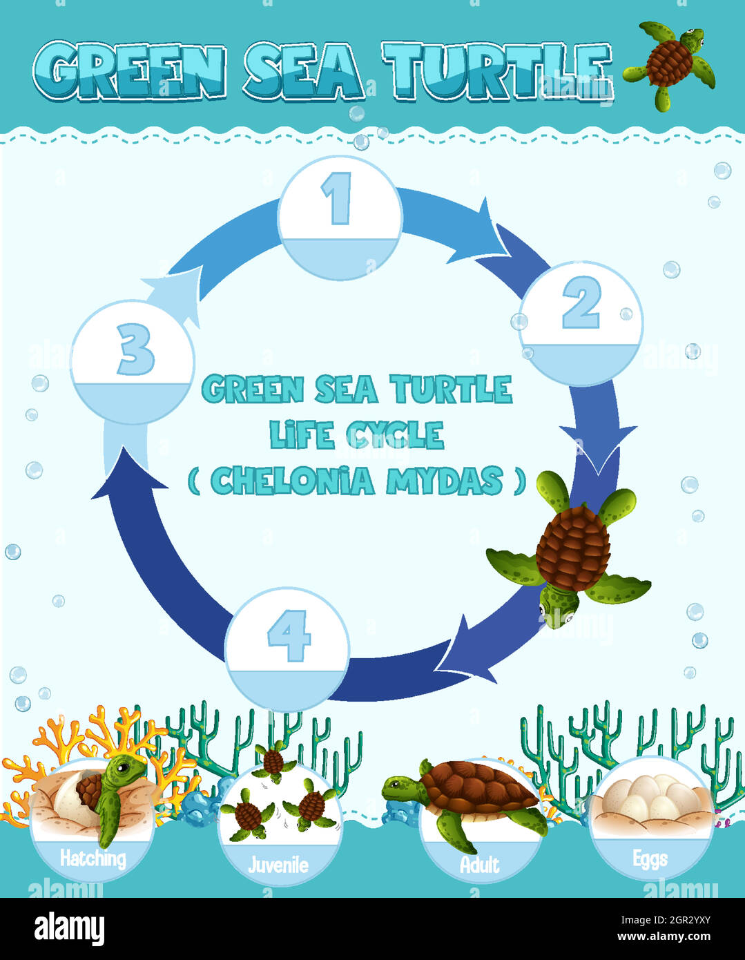 Diagramma che mostra il ciclo di vita della tartaruga Illustrazione Vettoriale